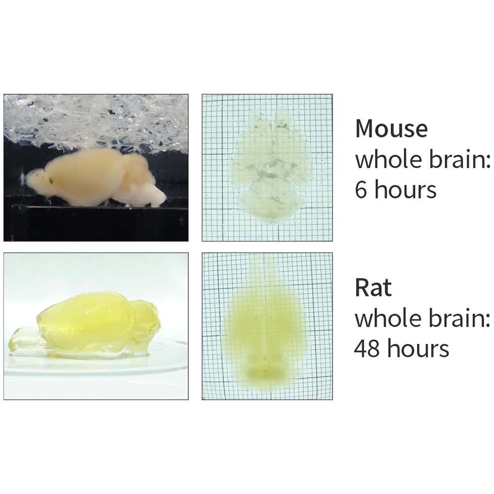 Binaree Tissue Clearing Rapid Mounting Solution
